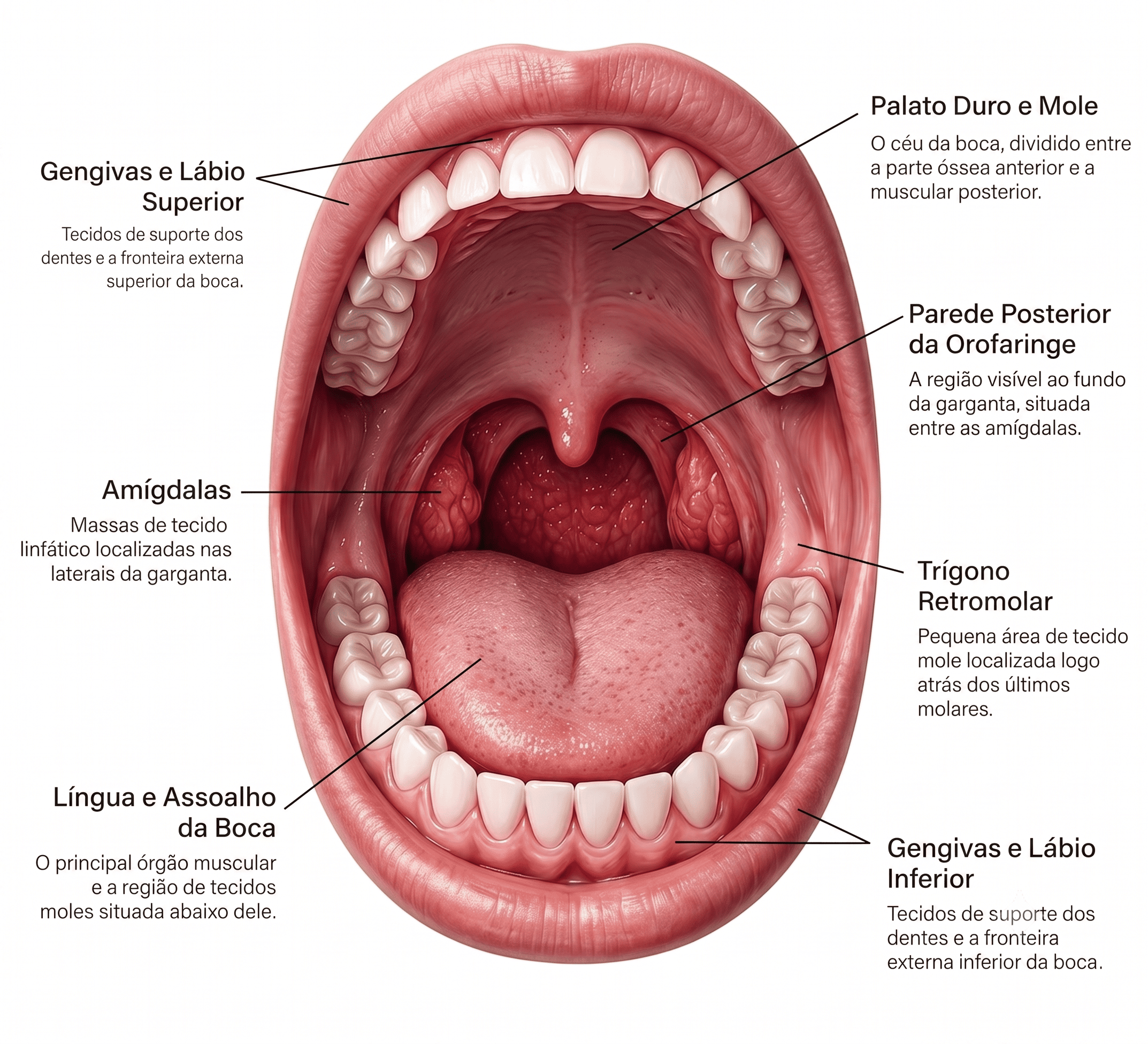 Ilustração da boca aberta com amígdalas, palato mole, língua e parede posterior da orofaringe identificadas.