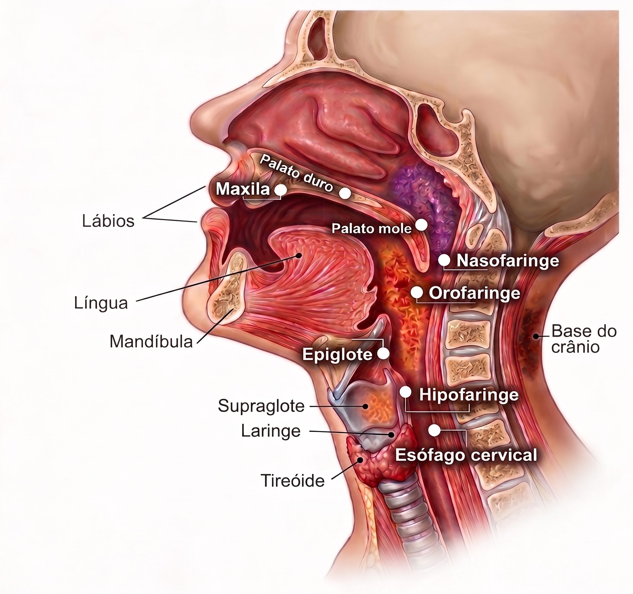 Ilustração anatômica em corte sagital da cabeça e do pescoço, com identificação de lábios, língua, mandíbula, maxila, palato duro e mole, nasofaringe, orofaringe, hipofaringe, supraglote, laringe, epiglote, esôfago cervical, tireoide e base do crânio.