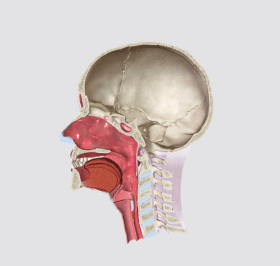 câncer de cabeça e pescoço