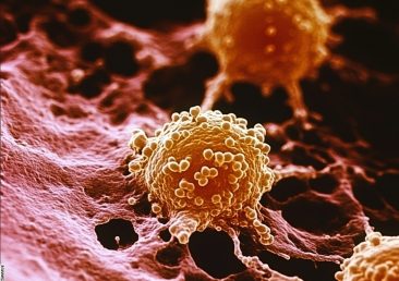 Cancer occurs when cells in the body start growing uncontrollably, forming a mass called a tumor (except in blood cancers like leukemia). These cells can invade surrounding tissues and spread to other parts of the body through the bloodstream or lymphatic system --v 6.1 Job ID: 713ad51f-d8eb-4ed7-ad87-dfc115af9fb3