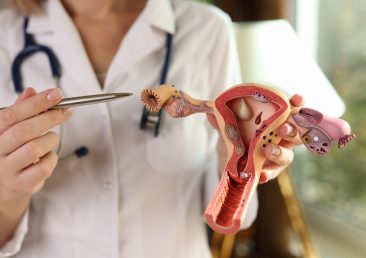 Close-up of practitioner holding anatomical model of uterus and ovaries, female reproductive organs. Healthy woman reproductive system, medicine, conception, education concept