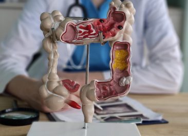 Detailed anatomical model of the human digestive system displayed during a medical consultation in a clinic