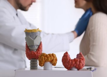 Doctor examining thyroid gland of patient in hospital, focus on organ models