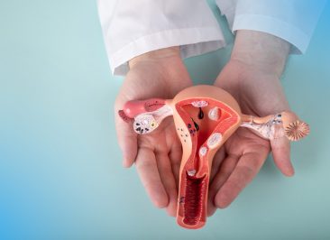 doctor Gynecologist holds model of female reproductive system in the hands. Help and care concept