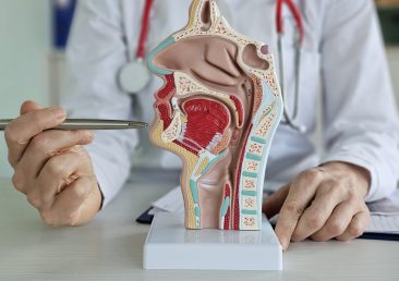 Education in the anatomy of ENT organs. The doctor explains the anatomy of the mucous membrane of the nose and throat using a model.