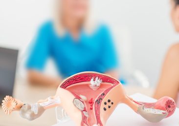 Female reproductive system mock-up. Gynecologist's appointment