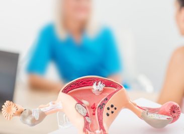Female reproductive system mock-up. Gynecologist's appointment