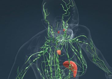 The lymphatic system is a network of tissues, vessels and organs that work together to move a colorless, watery fluid called lymph back into your circulatory system 3D illustration