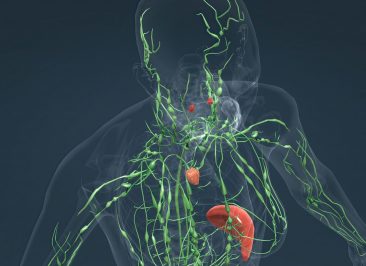 The lymphatic system is a network of tissues, vessels and organs that work together to move a colorless, watery fluid called lymph back into your circulatory system 3D illustration