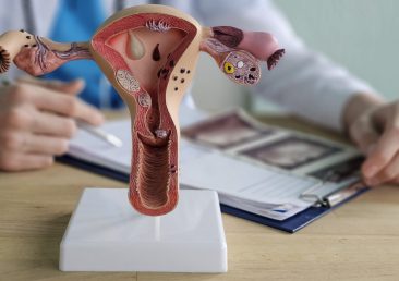Model of female reproductive system displayed during educational session on health and anatomy