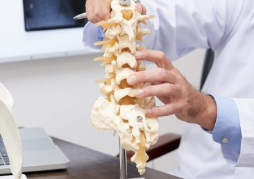 Plastic model of spine on table of osteopath